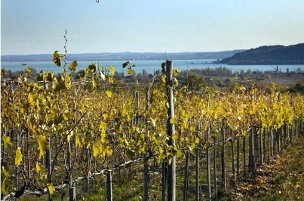 Koczor Winery & Guesthouse Balatonfüred Екстериор снимка