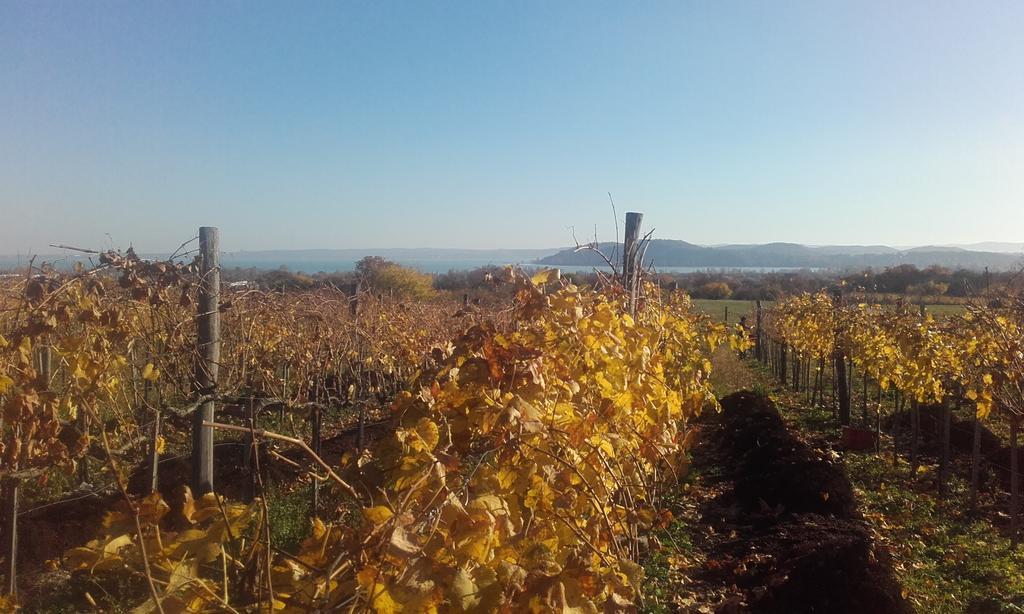 Koczor Winery & Guesthouse Balatonfüred Екстериор снимка