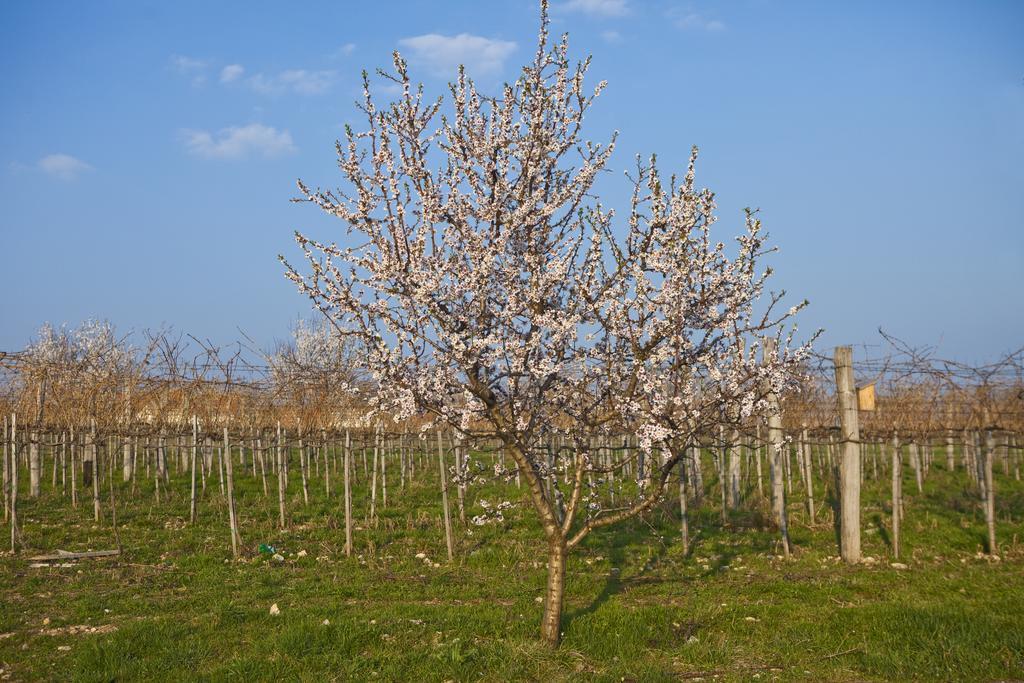 Koczor Winery & Guesthouse Balatonfüred Екстериор снимка